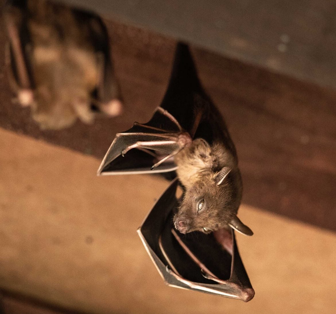 Wildlife-Bats in Brighton
